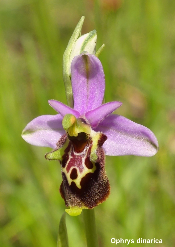 Il lago di Campotosto, orchidee, maltempo eschiarite! maggio/giugno 2023.